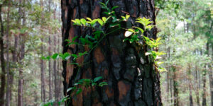 Sam Houston National Forest, Texas